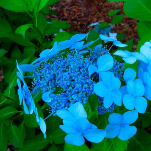 Саженцы Комплект 5шт / Гортензия Блю Бёрд (Blue Bird) (кру..