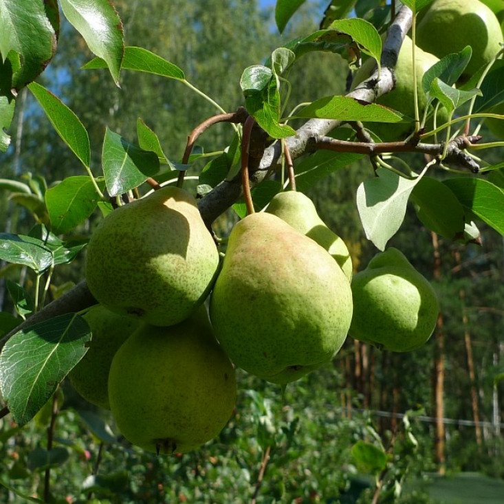 Груша Гимринская Груша Гимринская