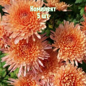 Комплект 5шт / Хризантема Белочка Комплект 5шт / Хризантема Белочка