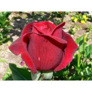 Саженцы Роза Мистер Линкольн(чайно-гибридная)