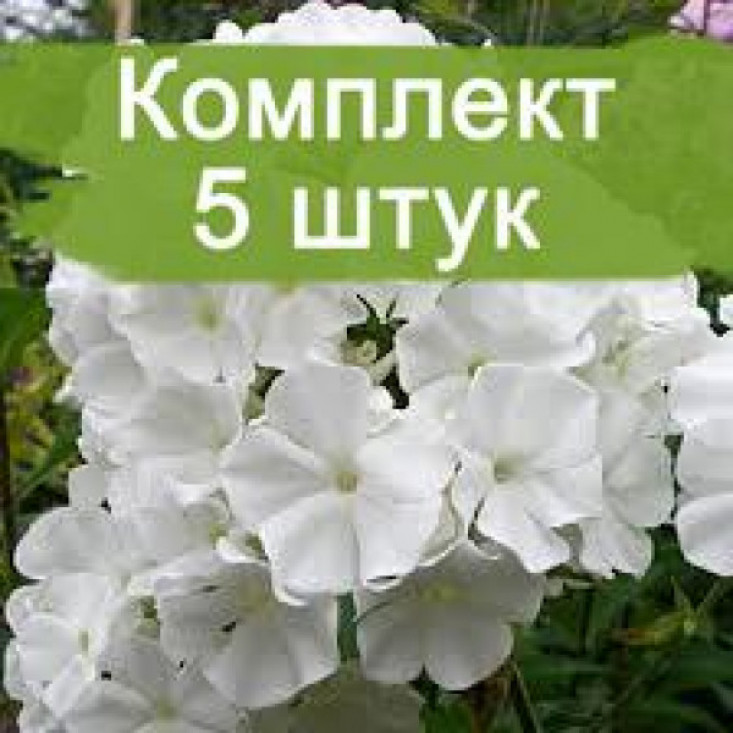 Комплект 5шт / Флокс Вайт Спарр (White Sparr) - Красота и простота Комплект 5шт / Флокс Вайт Спарр (White Sparr) - Красота и простота