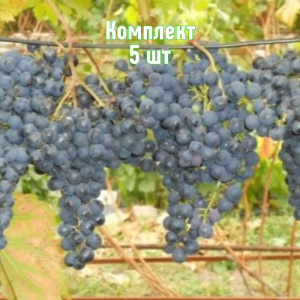 Саженцы Комплект 5шт / Виноград Брускам