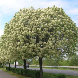 Саженцы Комплект 5шт / Ясень Белый (60-100 см)